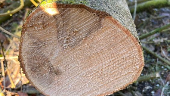 TREE INSPECTIONS