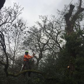 Tree Service | High Peak