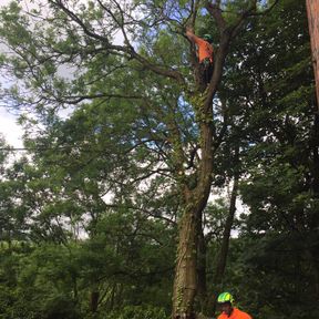 Tree Service | High Peak