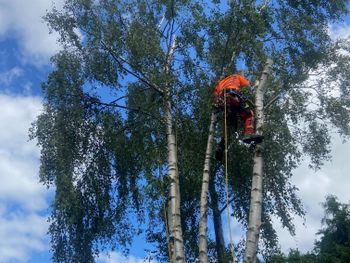 TREE SURGERY